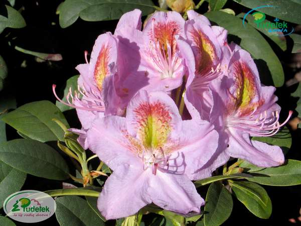 Rhododendron Puccini